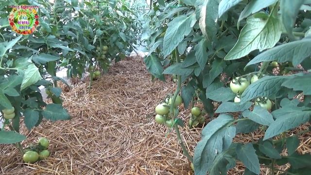 Триходермин - самый "крутой" помощник огородника и садовода в защите растений от болезней смотреть онлайн