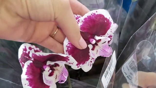 Потеряла ДАР РЕЧИ от этих ОРХИДЕЙ? СУПЕР НОВИНКИ ЭКСКЛЮЗИВ Биг Липы, бабулетки, трилипсы ROST_OK смотреть онлайн