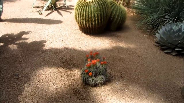 МАРОККО МАРРАКЕШ САД МАЖОРЕЛЬ ( JARDIN MAJORELLE ) смотреть онлайн