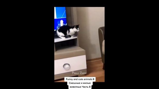 Самые смешные животные 2023 😂 Смешные видео про кошек и собак 😺🐶 Часть 7 смотреть онлайн