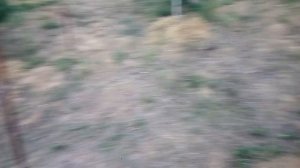 ПОЧЕМУ ОПАДАЮТ ПЛОДЫ хурмы. Анализ факторов