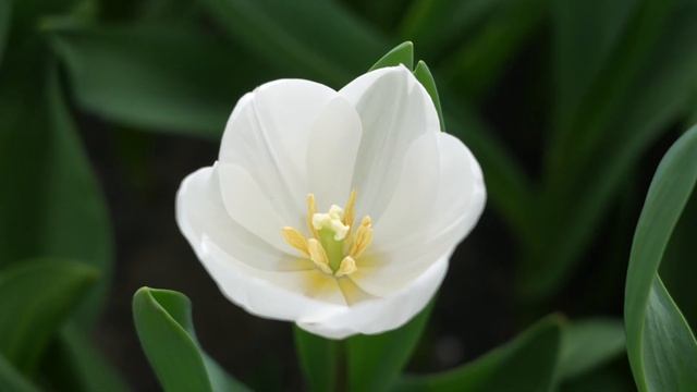 The Most Beautiful Garden In The World | Keukenhof Garden