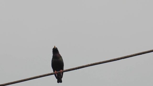 24 Интересных Факта о Сороках смотреть онлайн