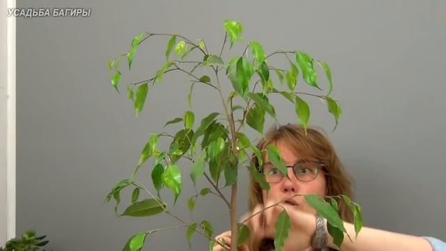 Выращиваем высокий фикус Бенджамина (ч.2).