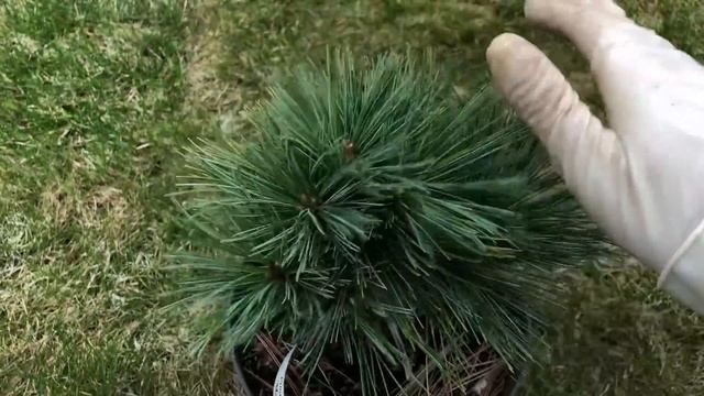 Все люди как люди, а я с вирусом ? Рассаживаю рододендрон Кали , ель Зе Блюз и другие смотреть онлайн