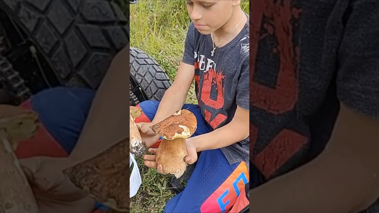 Грибы уже пошли? Проверим. #грибалка #грибы #грибники #сборгрибов #белыегрибы #подберезовики #топ смотреть онлайн