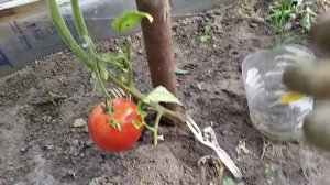 Томат Клубничное дерево