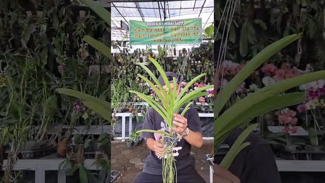 🔴Live Sale Senin PAGI😍 AWAL PEKAN DIPENUHI ANGGREK MENAWAN смотреть онлайн