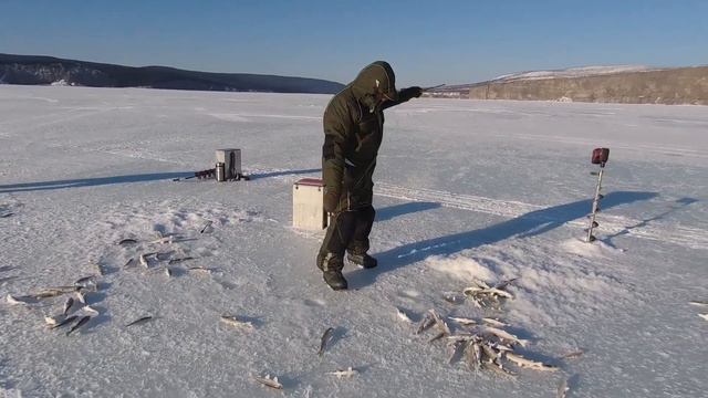 Де-Кастри раздал рыбу! Ловля зубаря на "комбайны". смотреть онлайн
