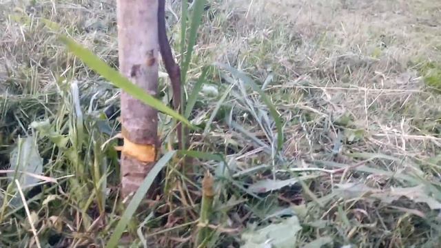 ВРЕДИТЕЛЬСТВО КОСЦОВ Борисовского УП ЖИЛЬЕ смотреть онлайн