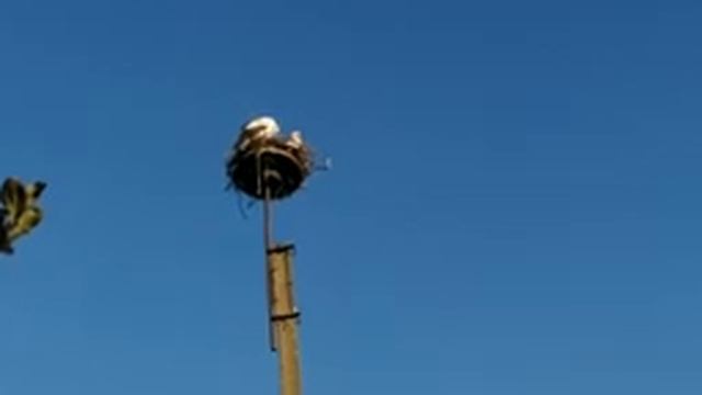 Билефельдер - птица интересная..... смотреть онлайн