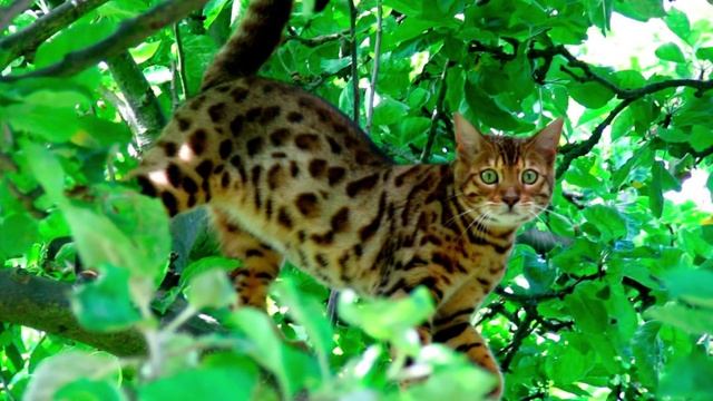 10 САМЫХ ДОРОГИХ ПОРОД КОШЕК [FAKTOLOG1YA] смотреть онлайн