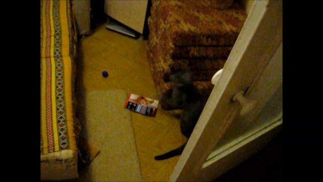 Кот мухолов смотреть онлайн