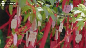 Привет, моя солнечная любовь 1 сезон 16 серия