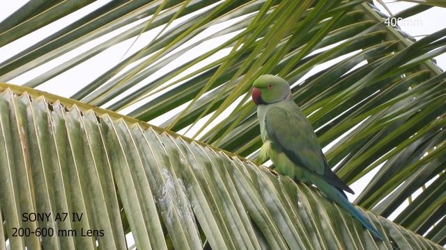 Sony A7 IV Test footage with wildlife lens 200-600mm , Cloudy day смотреть онлайн