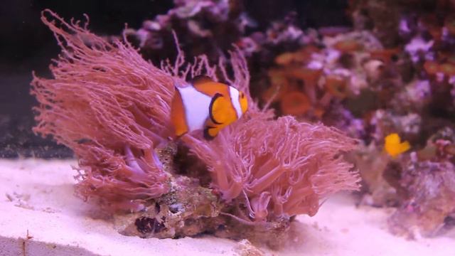 reef смотреть онлайн