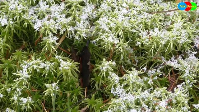 Унылая пора! Очей очарованье! смотреть онлайн