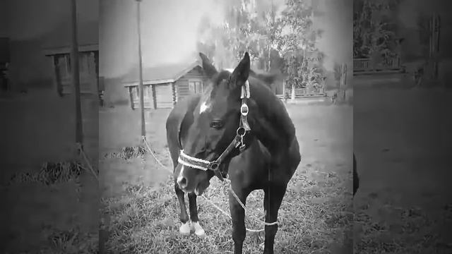 Посвящается Любимому коню по имени Карагёз смотреть онлайн