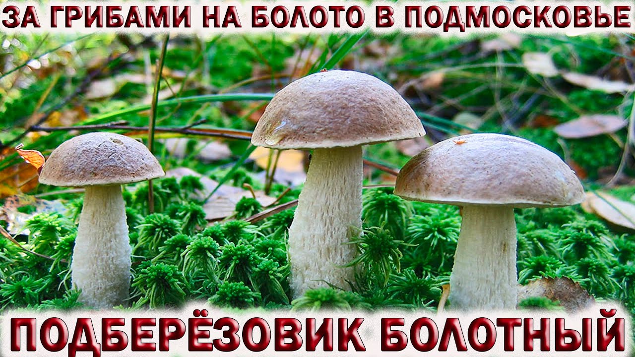 ?ЗА ГРИБАМИ НА БОЛОТО В ПОДМОСКОВЬЕ.?ГРИБЫ ПОДБЕРЁЗОВИК БОЛОТНЫЙ И РАЗНОЦВЕТНЫЙ.?Опасная трясина смотреть онлайн