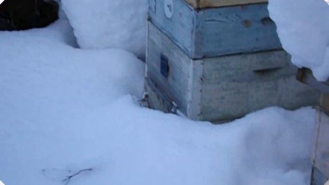 работа на пасеке в январе - фильм 3 - зимовка без зимних подкормок смотреть онлайн