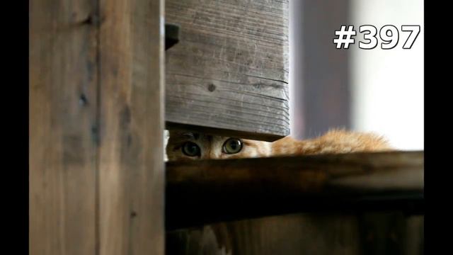 #397. Кошки (В мире животных) смотреть онлайн