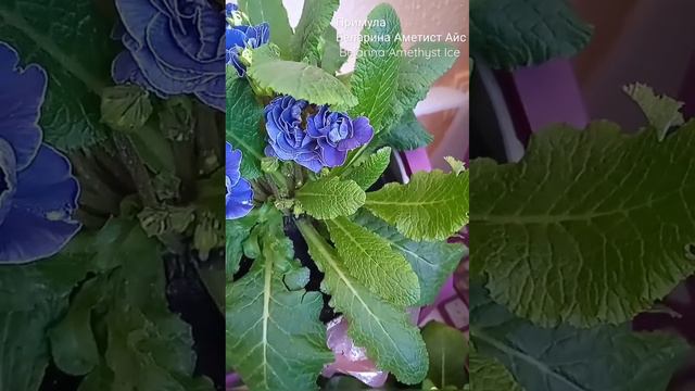 Примула Беларина Аметист Айс Belarina Amethyst Ice #примула#primrose#примулабеларина#примулабалерин