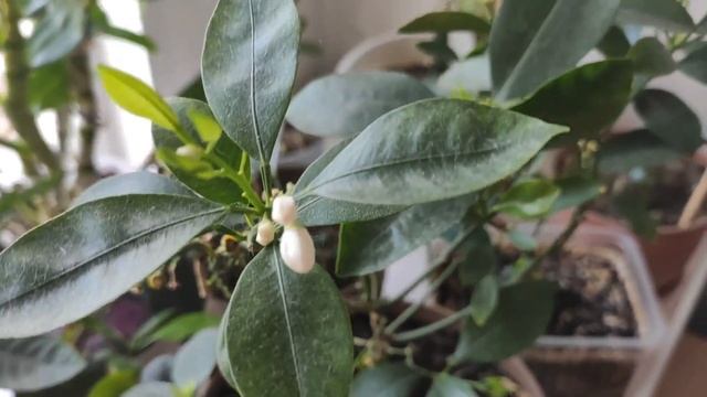 Уход за домашним мандарином в зимнее время. смотреть онлайн