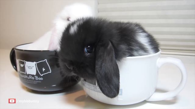 Baby bunnies doing the cutest things, EVER! смотреть онлайн