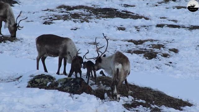 Отел оленей родовой общины "Кочевник" // Calving deer of tribal community "Kochevnik" смотреть онлайн
