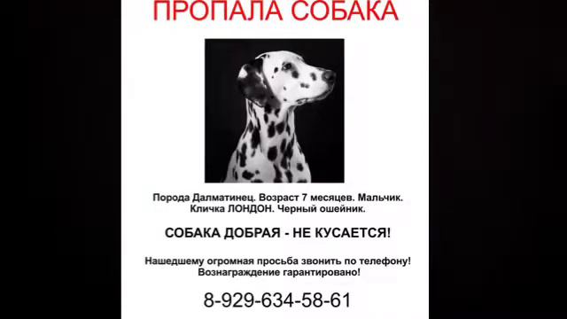 Пропала собака . смотреть онлайн