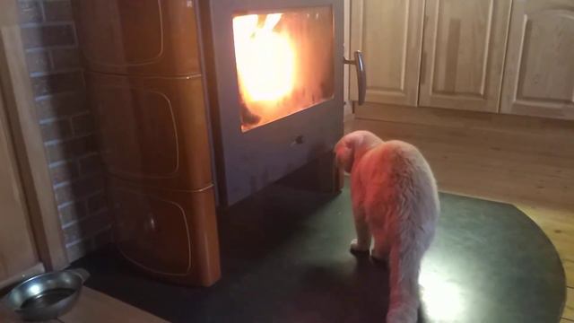 Кот Ешка - греется у печки!!! смотреть онлайн