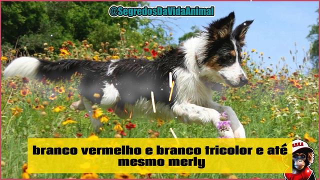 Border Collie: 18 fatos surpreendentes sobre essa raça de cachorro inteligente e versátil смотреть онлайн