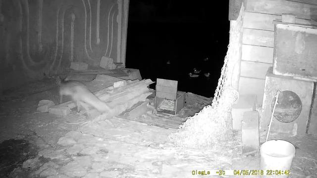 Лиса пришла смотреть онлайн