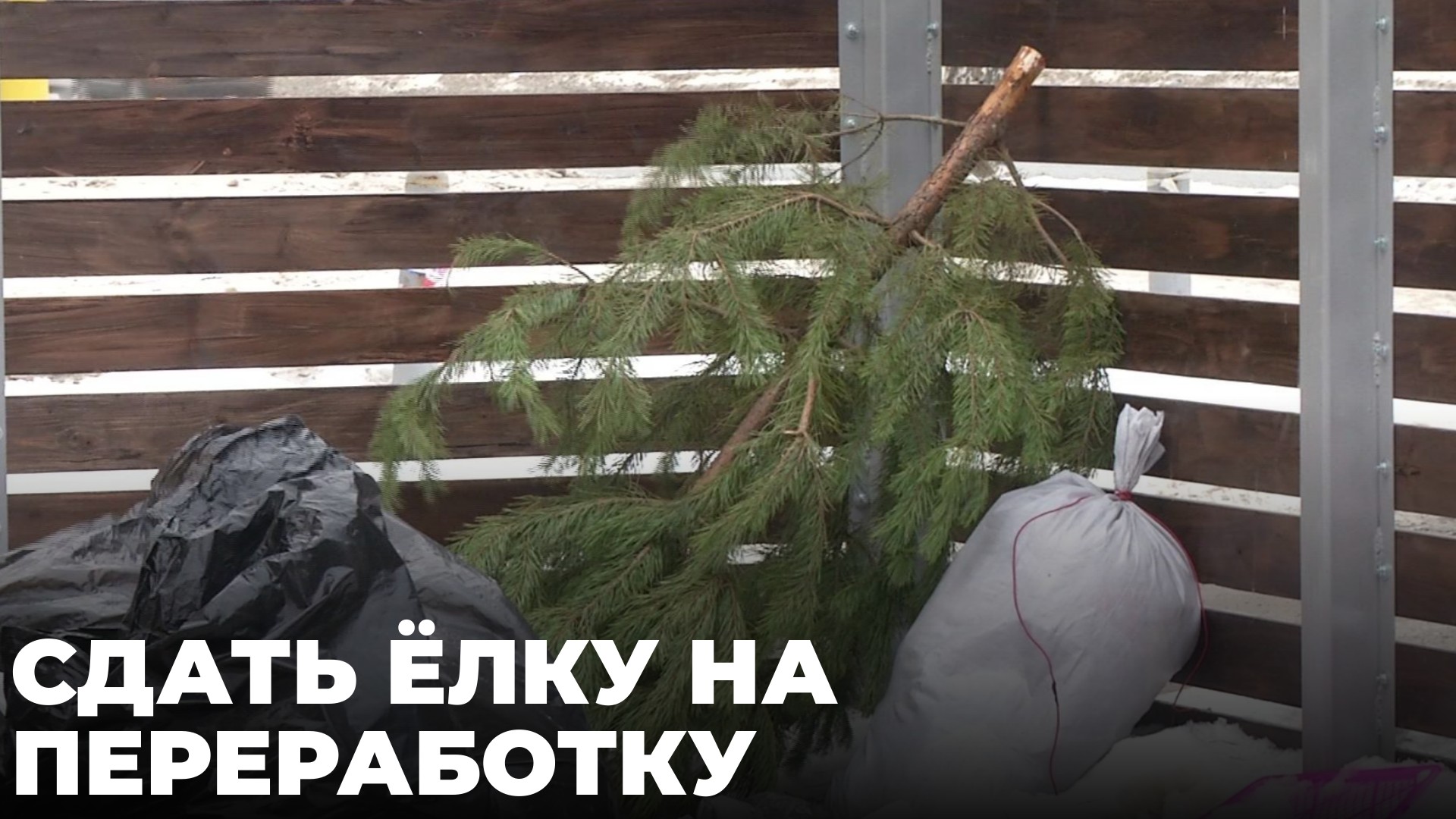 Ёлки принимают в стационарных пунктах и «Экомобилях» в Новосибирске