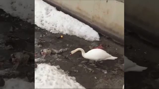 Животные лучше людей) смотреть онлайн
