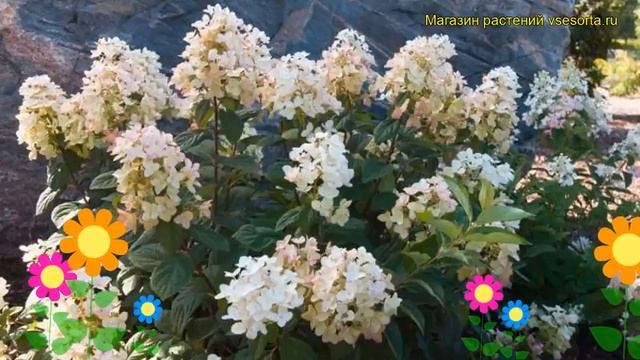 Гортензия метельчатая Тиклд Пинк. Краткий обзор, описание hydrangea paniculata Tickled Pink смотреть онлайн