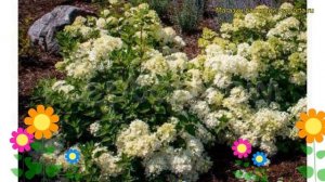 Гортензия метельчатая Бомбшелл. Краткий обзор, описание характеристик hydrangea paniculata Bombshel