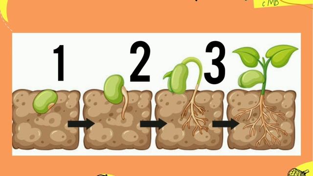 Прорастание семян + задание ЕГЭ смотреть онлайн