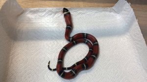 Купила Синалойскую змею. Первое кормление моего нового питомца