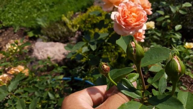 Роза Леди оф Шалот (Lady of Shalott). Северо-Западный регион. смотреть онлайн