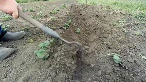 Описание и посадка раннего картофеля Ривьера