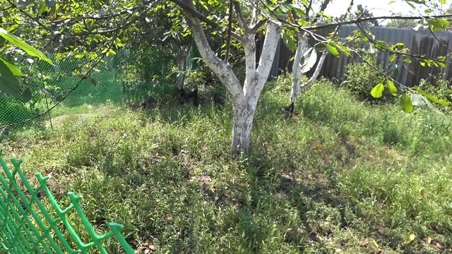 ЖИЗНЬ ЗА ЗАБОРОМ НА 14 СОТКАХ ? КУРЫ НА ПРОПОЛКЕ ?НАГОТОВИЛИ СУХОФРУКТОВ???На градуснике 37? смотреть онлайн