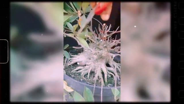 HASIL TEKNIK CUTTING BONSAI FICUS смотреть онлайн