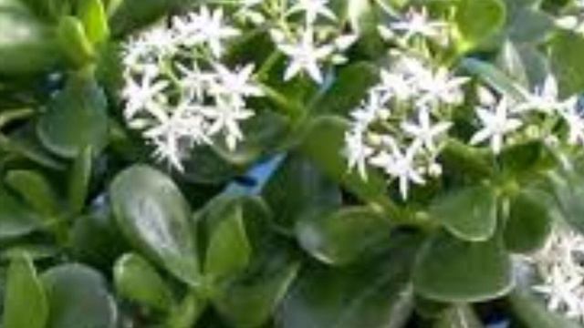 А вы знали какое влияние имеет ДЕНЕЖНОЕ ДЕРЕВО дома? смотреть онлайн