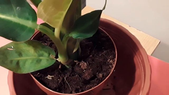 НОВИНКА В КОЛЛЕКЦИИ ! ? Диффенбахия Грин Мэджик (Green Maqic). смотреть онлайн