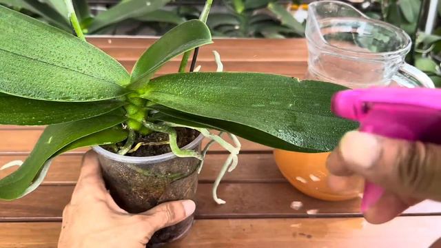 Tôi đổ 1 ly vào rễ! Cây lan lập tức nở hoa quanh năm theo cách dễ này смотреть онлайн