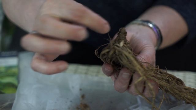 ХОСТА– королева декоративнолистных ✔️ Как выбрать Хосту ✔️ Посадка и Уход Советы от Garden zoo смотреть онлайн
