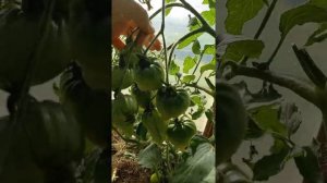 Томат СОКРОВИЩЕ ИНКОВ