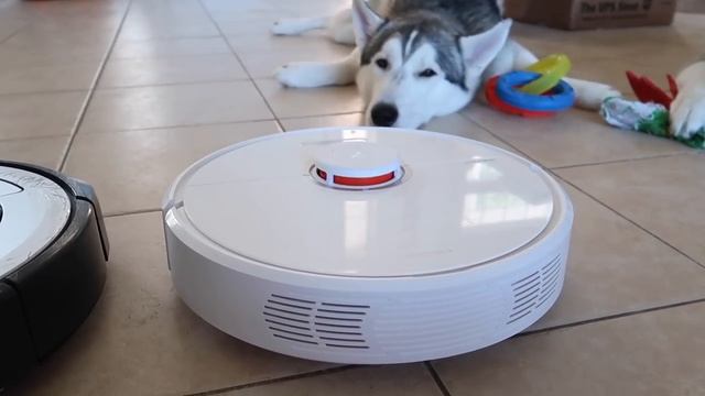 Grooming A Siberian Husky - How To Do It, What You Need, And How To Maintain Being Clean! смотреть онлайн