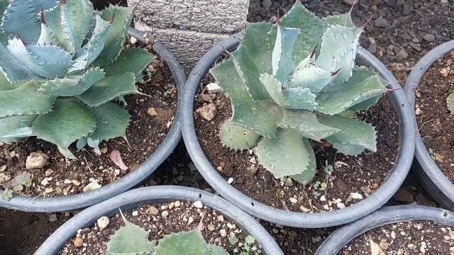 Agave Potatorum Cameron Blue, Todo sobre este pequeño agave смотреть онлайн